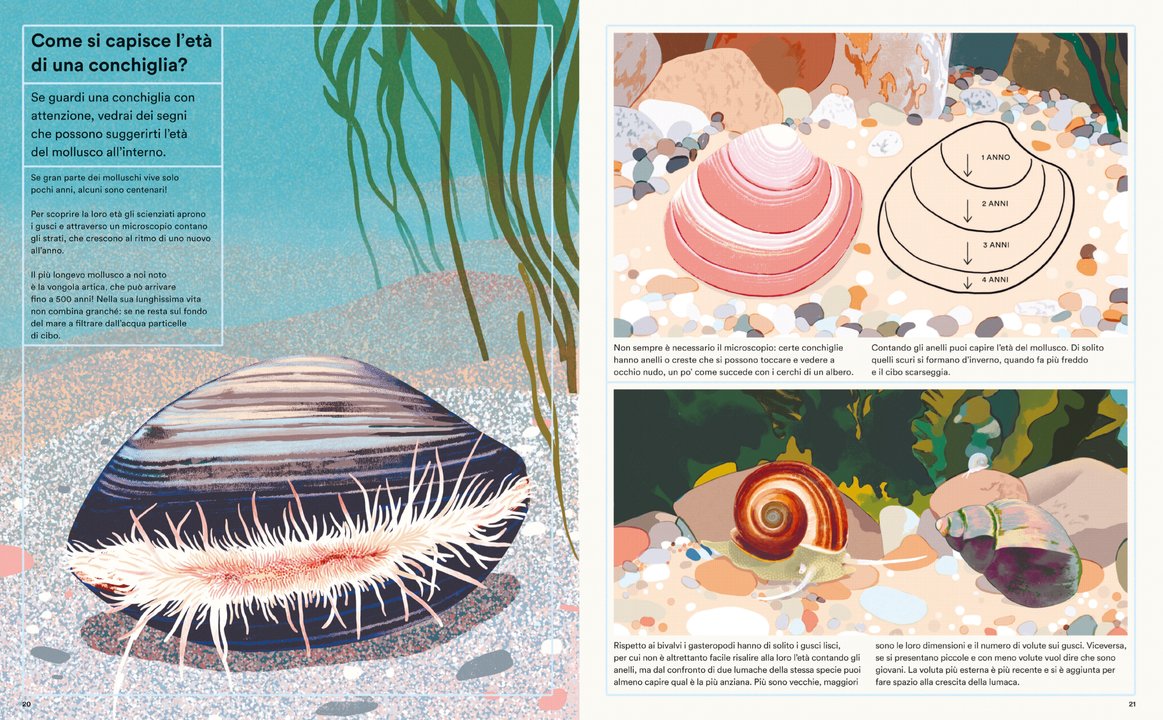 Libro “La Vita Segreta delle Conchiglie” – Esplora con Helen Scales - Apple Pie