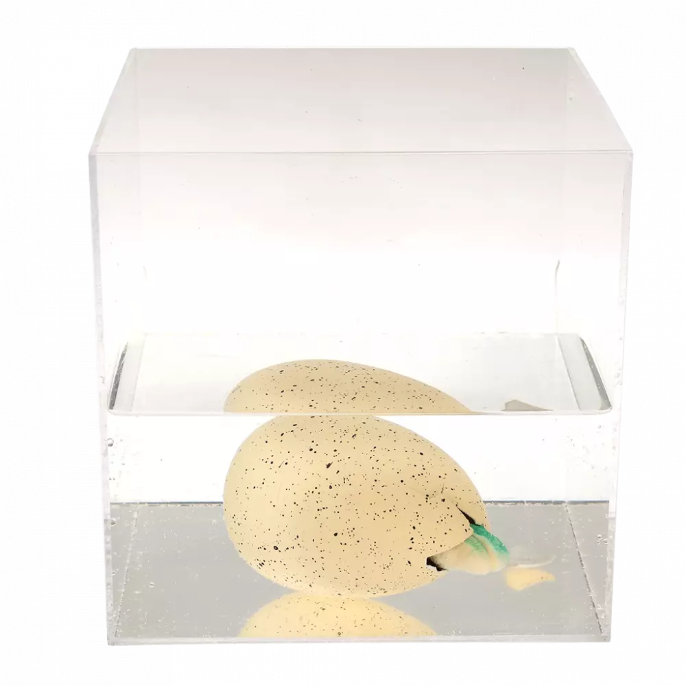 Uovo di Dinosauro Gigante da Far Schiudere – Rex London