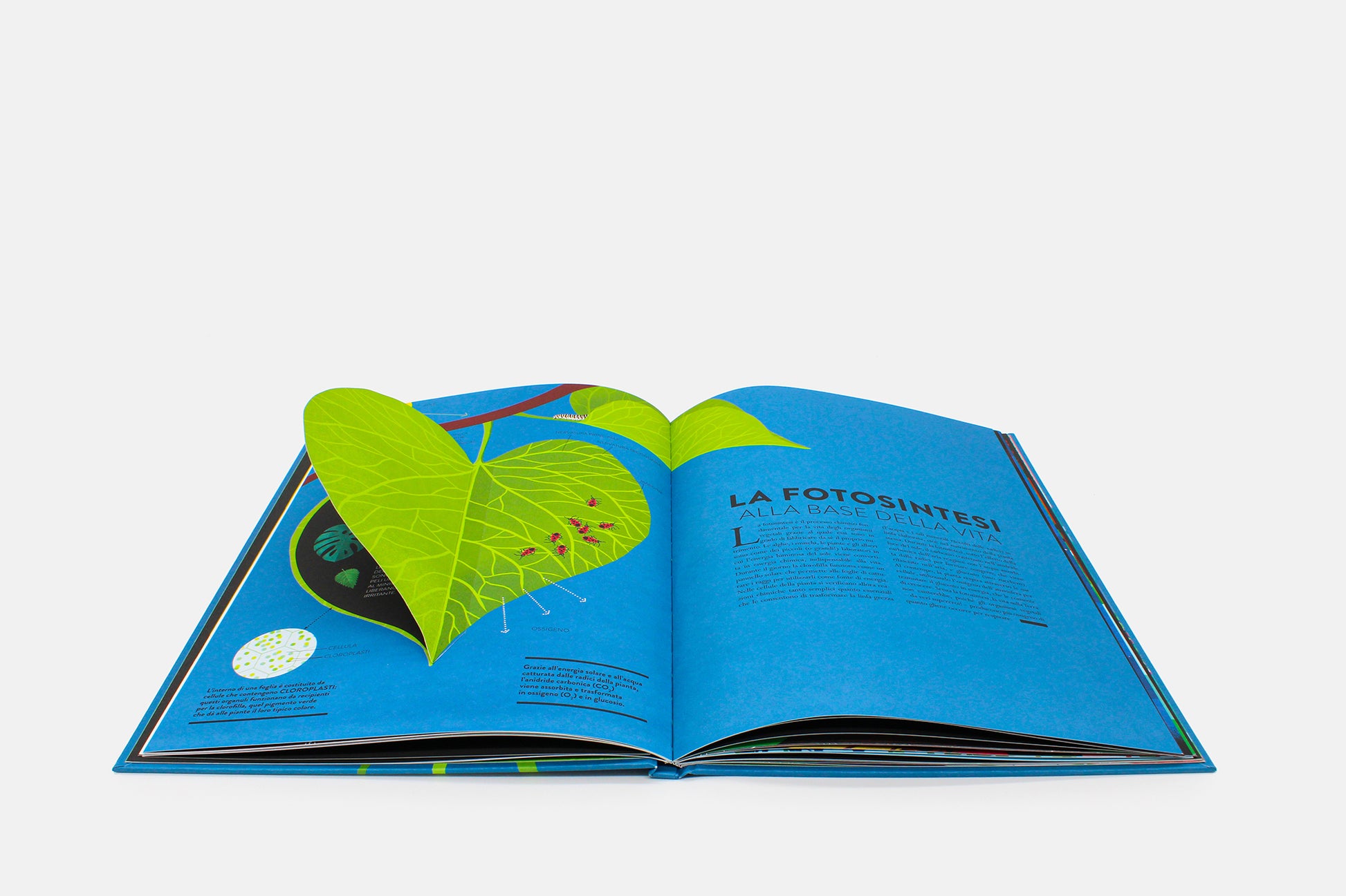 Libro "Mondo Vegetale"- con linguette da sollevare - Apple Pie