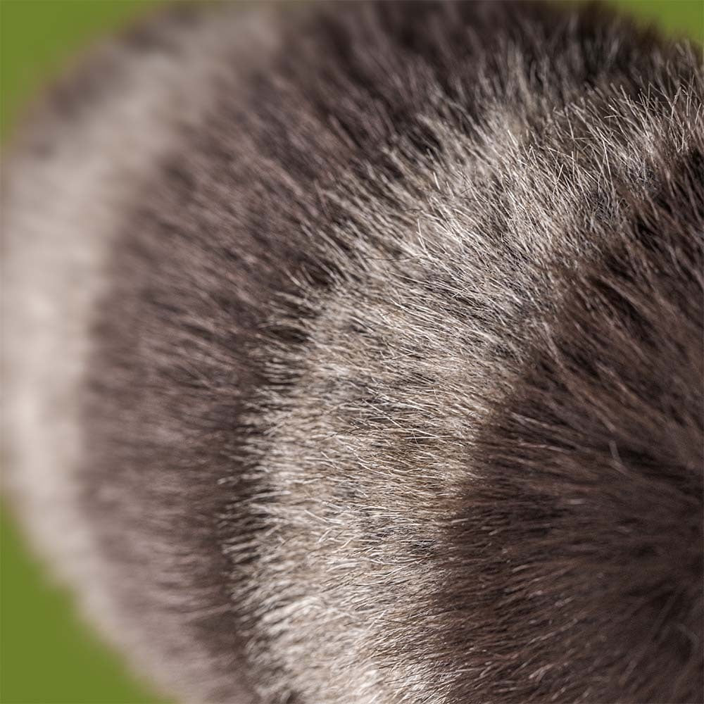 Jellycat Trixiwoo Raccoon – Procione di Peluche Morbidissimo