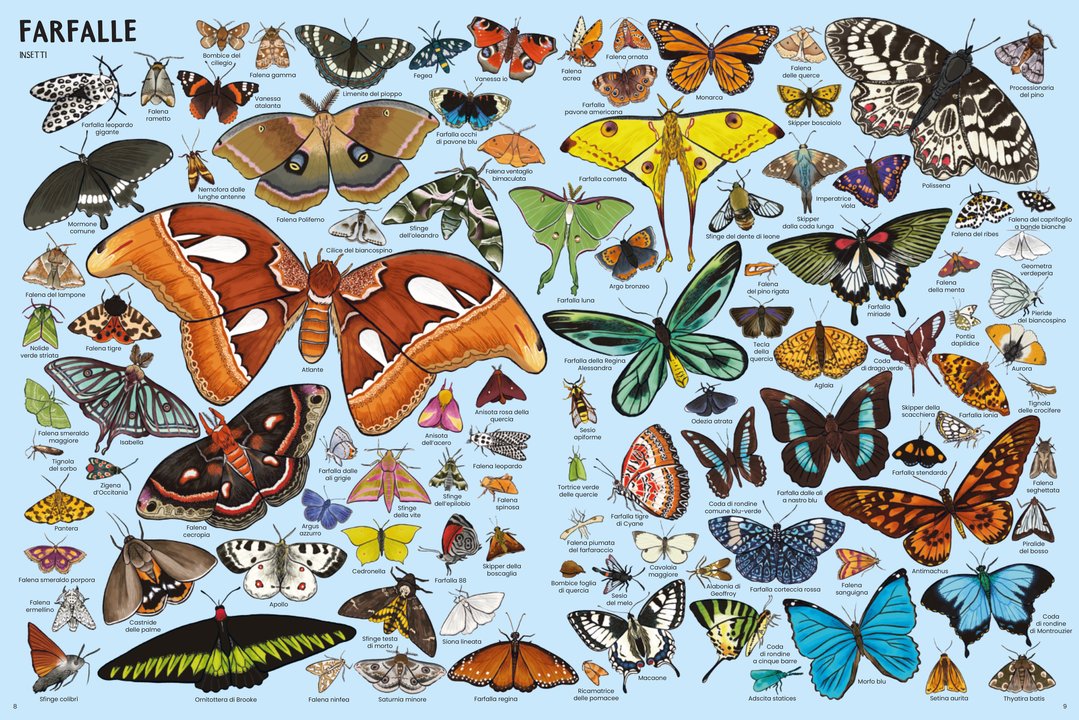 Libro Bambini Tanti Tantissimi Animali | Ippocampo