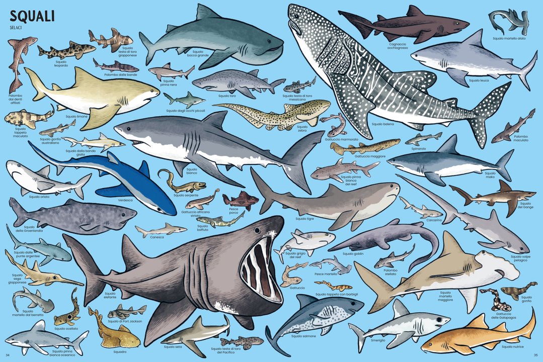 Libro Bambini Tanti Tantissimi Animali | Ippocampo