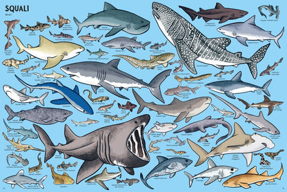 Libro Bambini Tanti Tantissimi Animali | Ippocampo