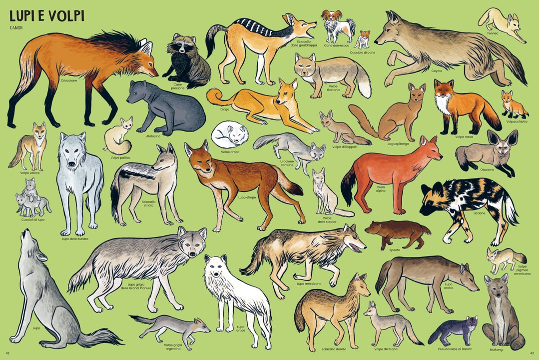 Libro Bambini Tanti Tantissimi Animali | Ippocampo