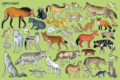 Libro Bambini Tanti Tantissimi Animali | Ippocampo