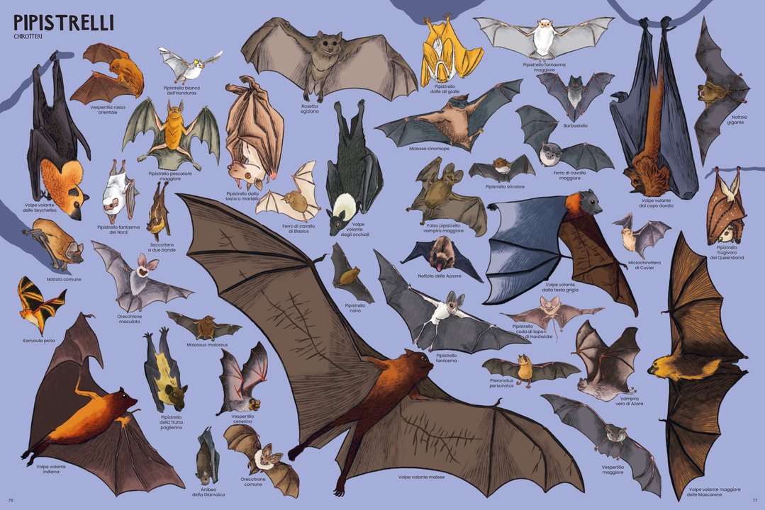 Libro Bambini Tanti Tantissimi Animali | Ippocampo