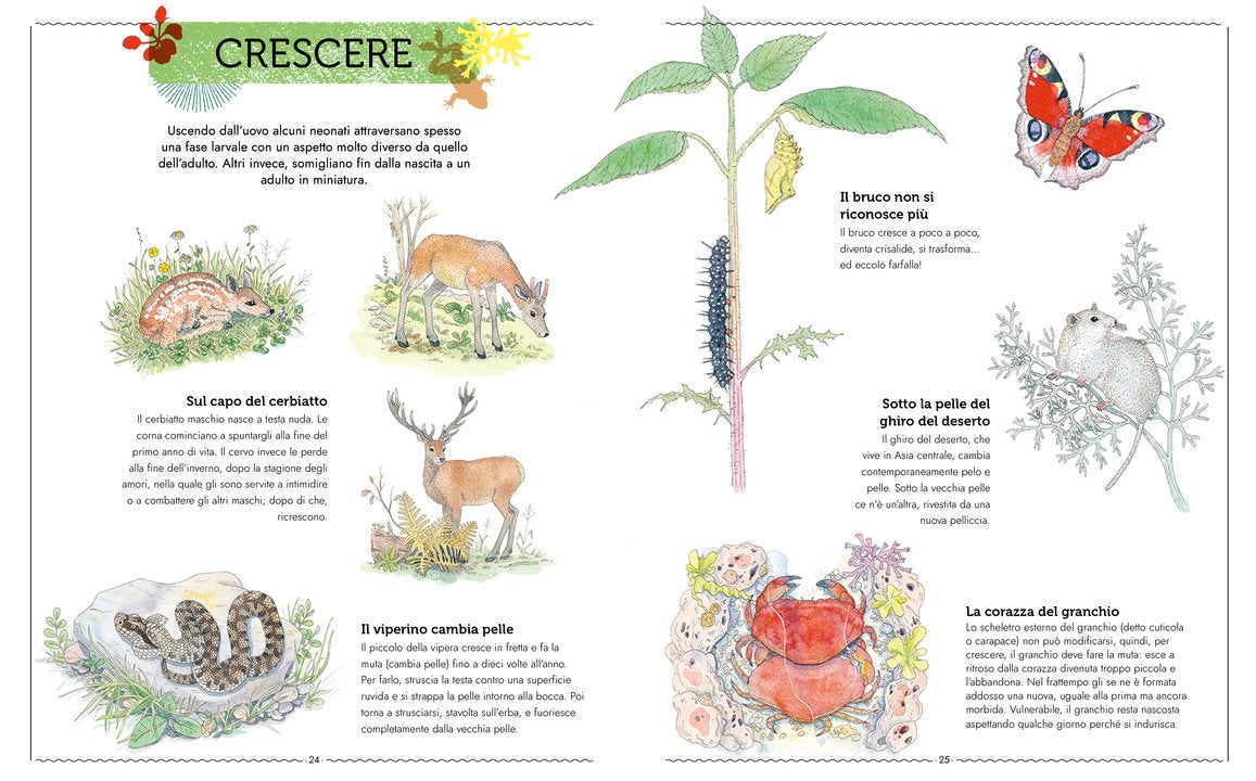 L'Ippocampo Libro "Vivere - Uno Sguardo Nuovo sugli Animali" - Apple Pie